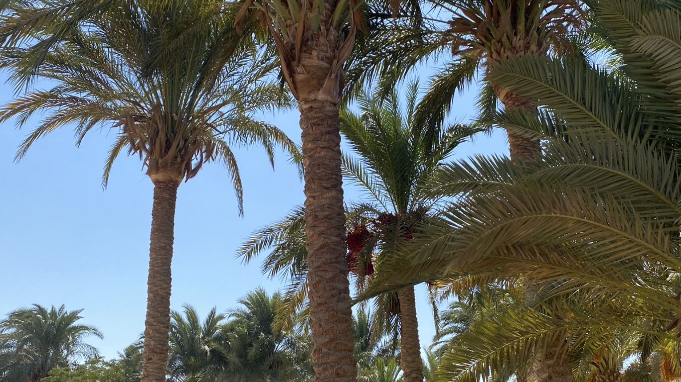 枣椰树, 巴西棕榈, 棕榈树, 生物学, 科学 壁纸 1366x768 允许