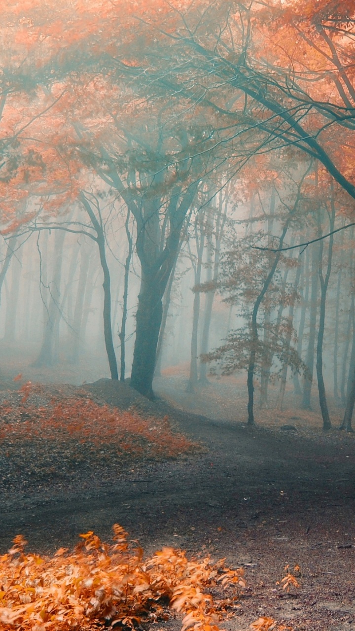 Brown Leaves on Ground Surrounded by Trees. Wallpaper in 720x1280 Resolution