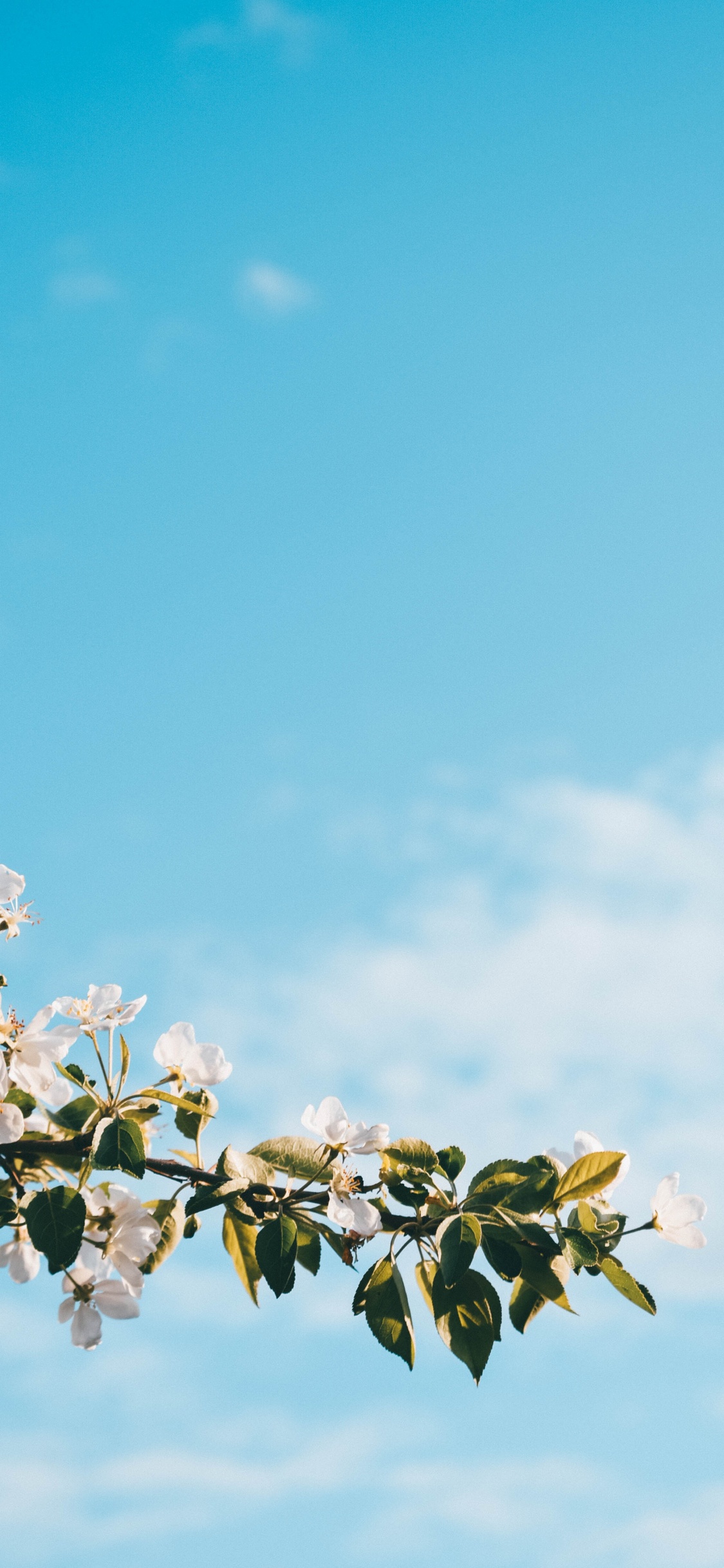 White Cherry Blossom Under Blue Sky During Daytime. Wallpaper in 1125x2436 Resolution