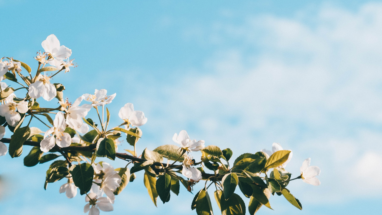 Fleur de Cerisier Blanc Sous Ciel Bleu Pendant la Journée. Wallpaper in 1280x720 Resolution