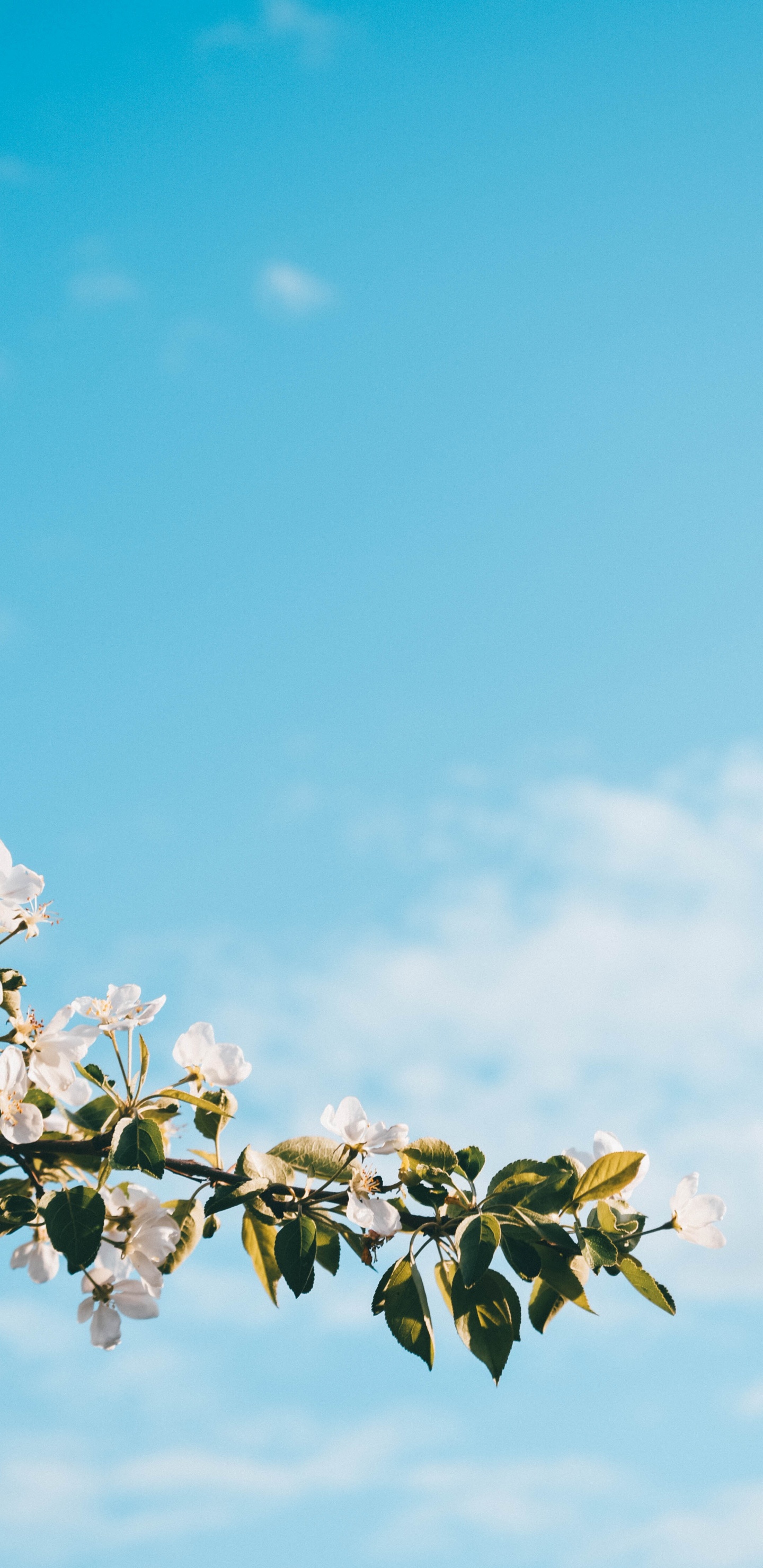 Fleur de Cerisier Blanc Sous Ciel Bleu Pendant la Journée. Wallpaper in 1440x2960 Resolution