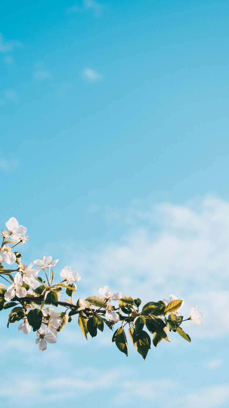Fleur de Cerisier Blanc Sous Ciel Bleu Pendant la Journée. Wallpaper in 750x1334 Resolution