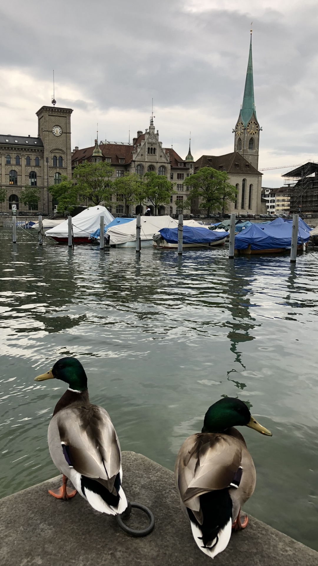 Fraumnster, Mallard, Canard, Eau, Les Oiseaux D'eau. Wallpaper in 1080x1920 Resolution