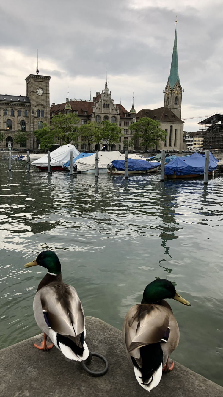Fraumnster, Mallard, Duck, Water, Water Bird. Wallpaper in 750x1334 Resolution