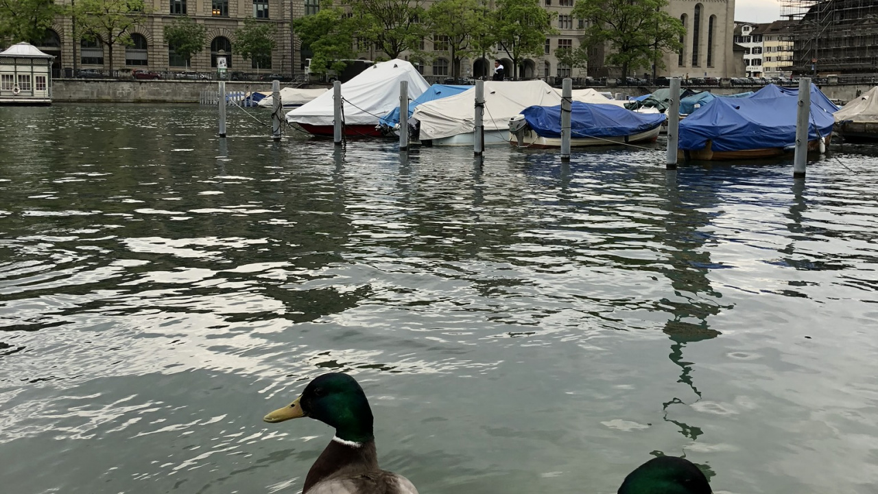 Fraumnster, Stockente, Ente, Wasser, Birds. Wallpaper in 1280x720 Resolution