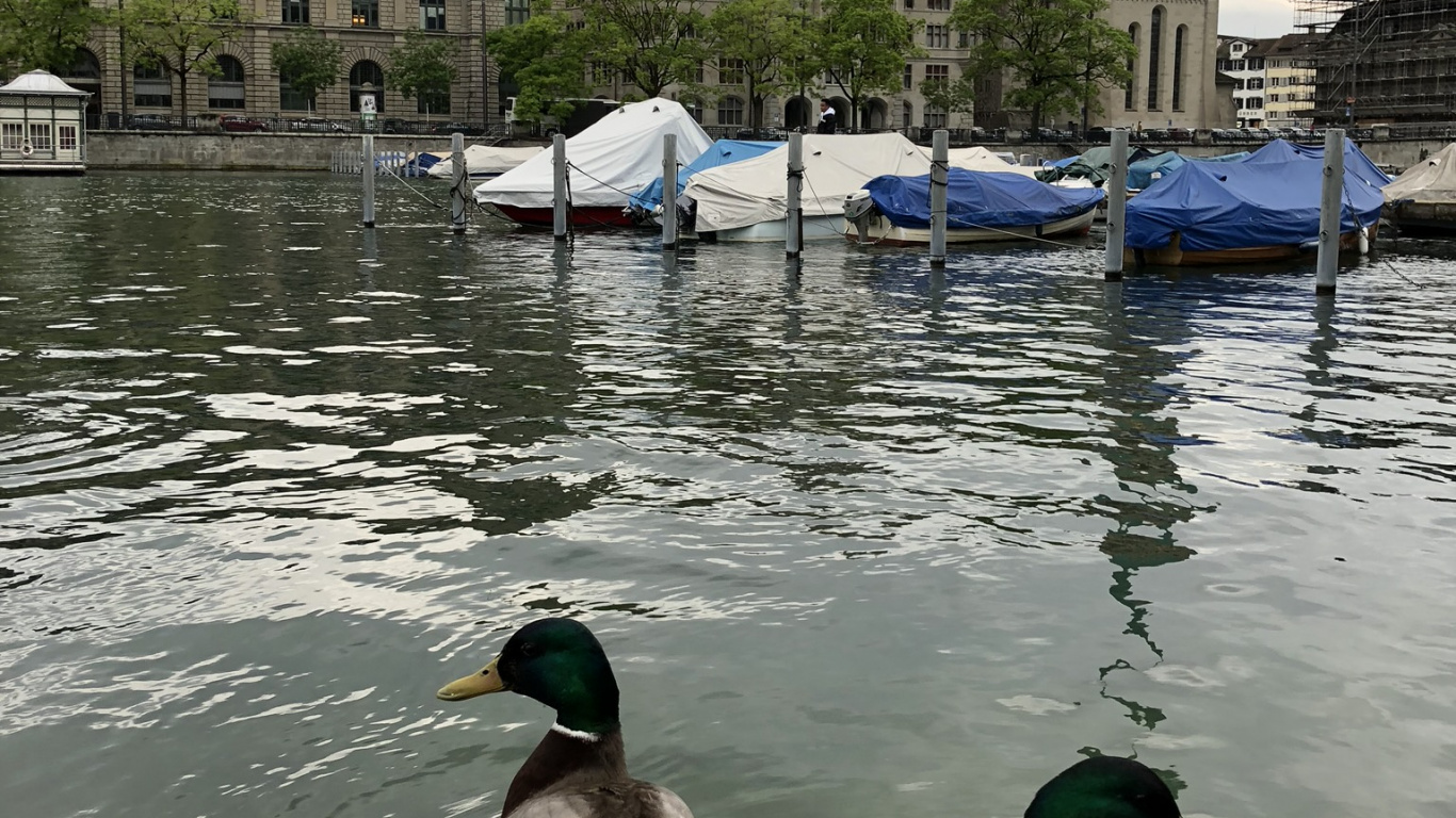 Fraumnster, Stockente, Ente, Wasser, Birds. Wallpaper in 1366x768 Resolution