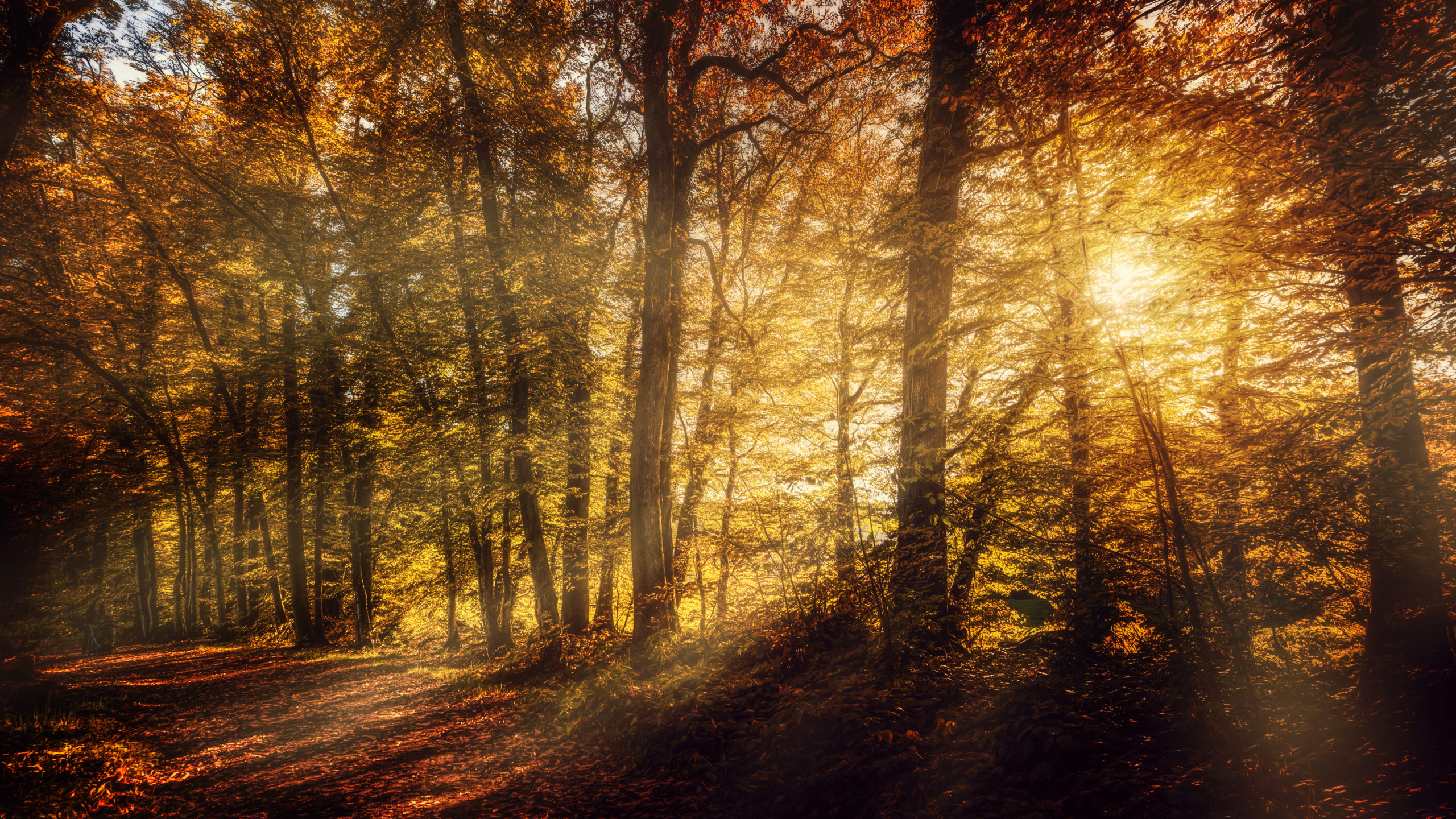 Arbres Bruns Sur la Forêt Pendant la Journée. Wallpaper in 2560x1440 Resolution