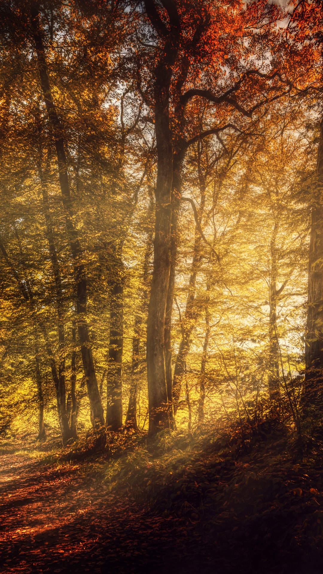 Braune Bäume im Wald Tagsüber. Wallpaper in 1080x1920 Resolution