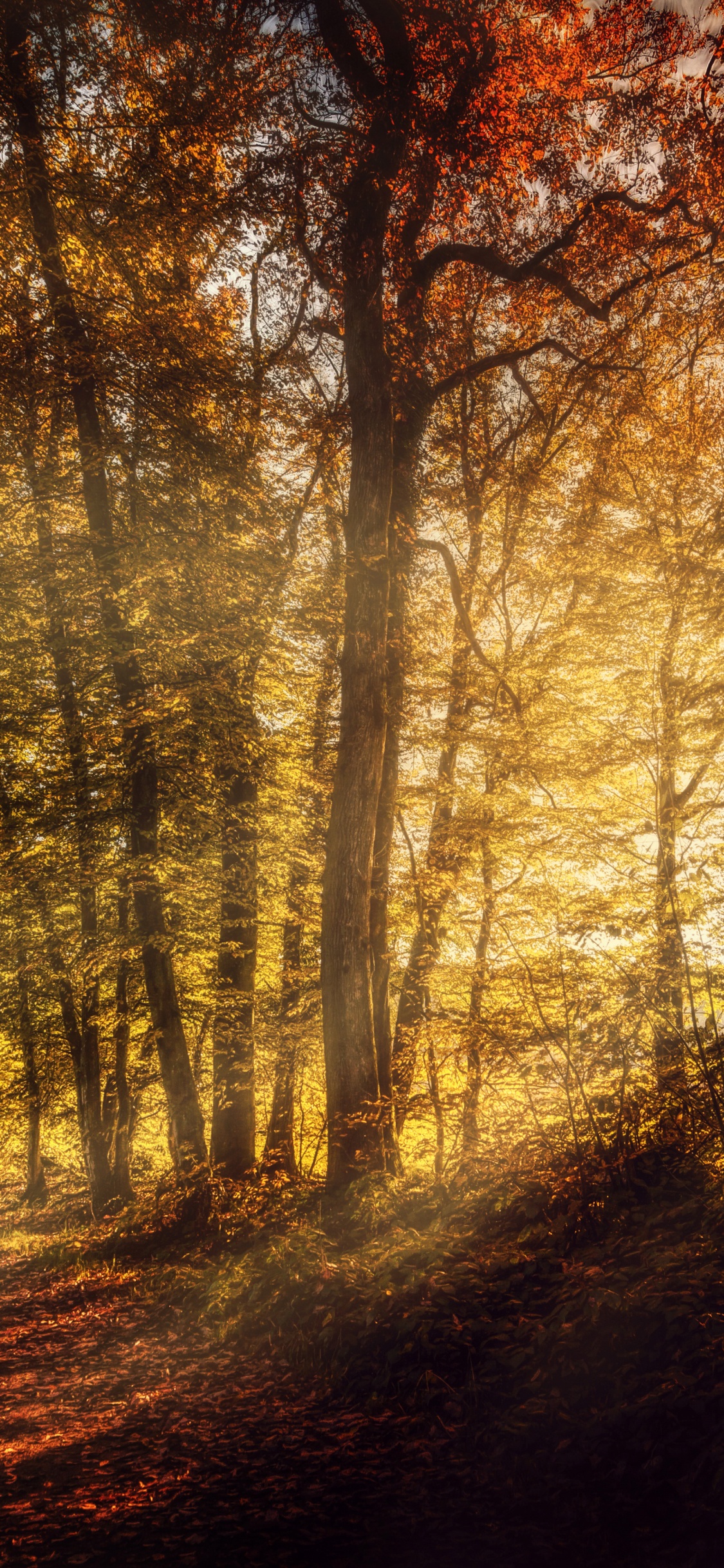 Braune Bäume im Wald Tagsüber. Wallpaper in 1125x2436 Resolution