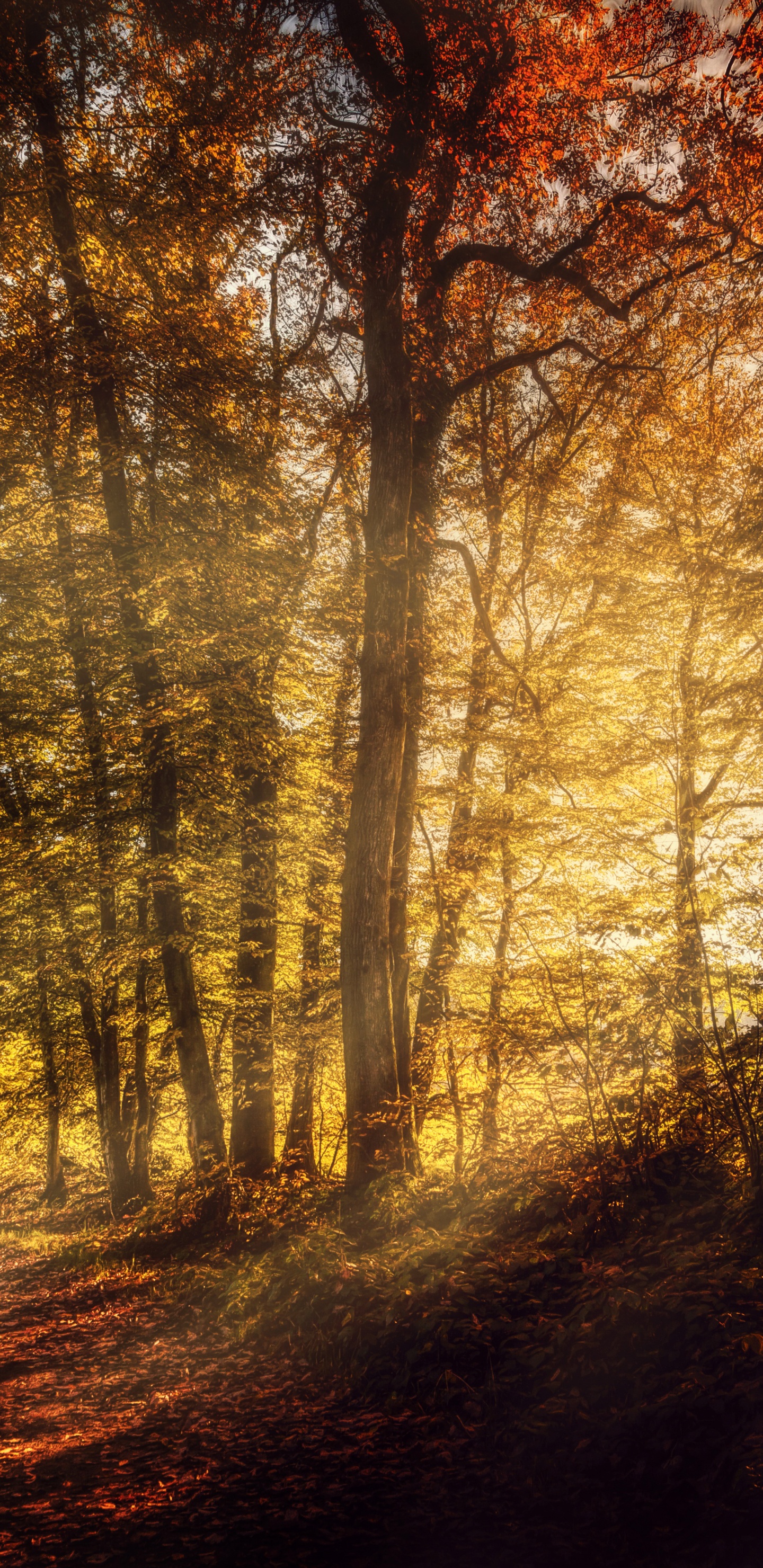 Braune Bäume im Wald Tagsüber. Wallpaper in 1440x2960 Resolution