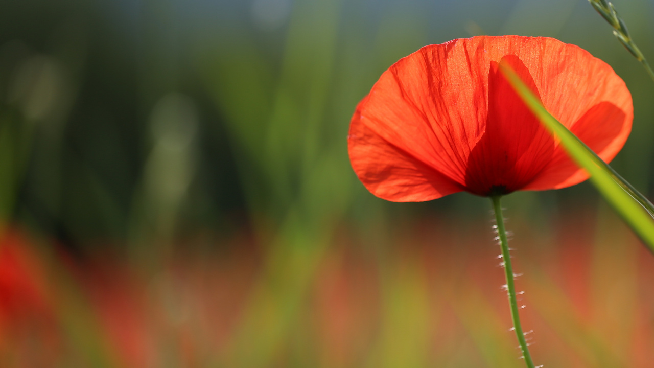 Fleur D'oranger Dans L'objectif à Basculement. Wallpaper in 1280x720 Resolution