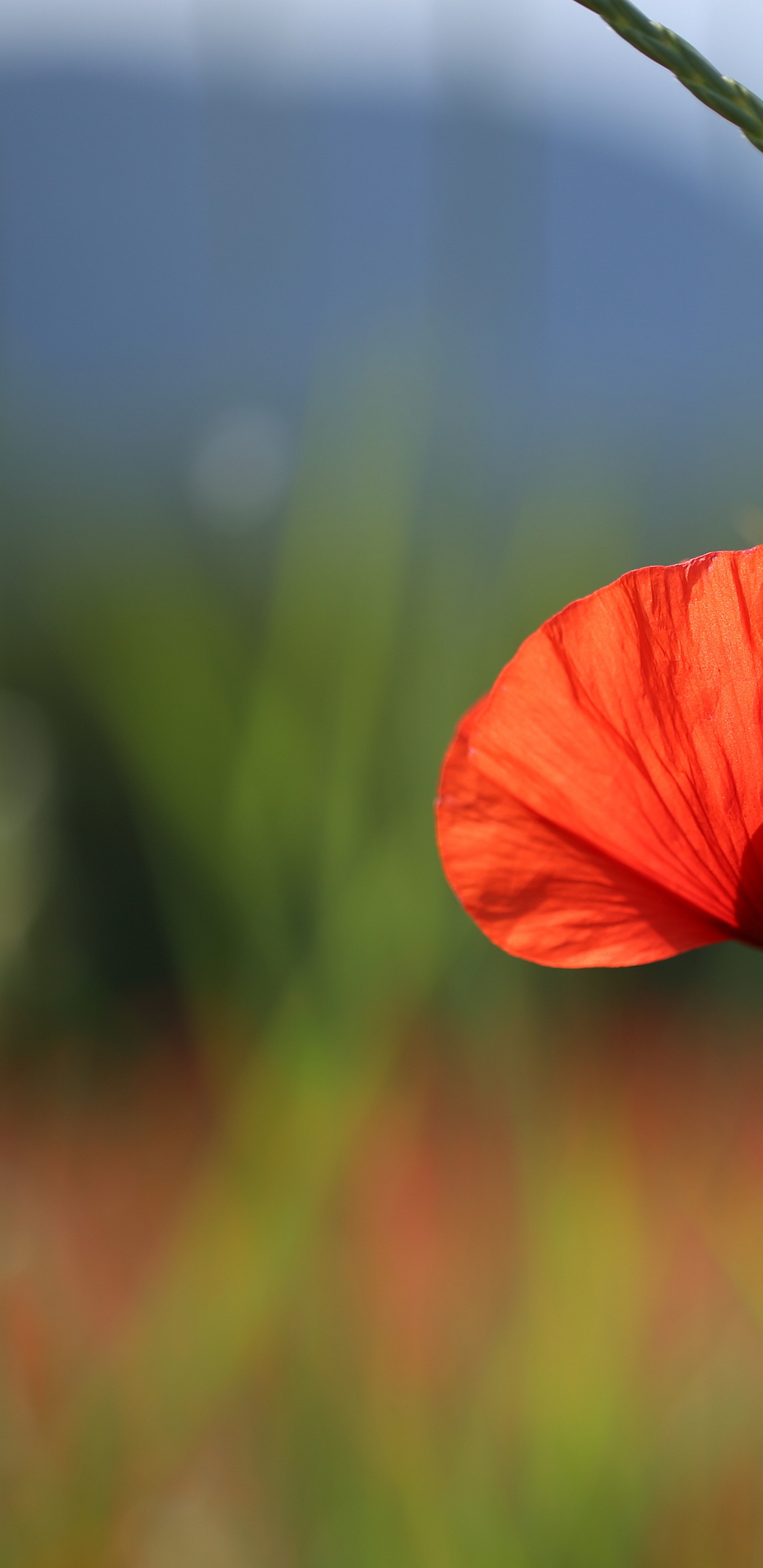 Fleur D'oranger Dans L'objectif à Basculement. Wallpaper in 1440x2960 Resolution