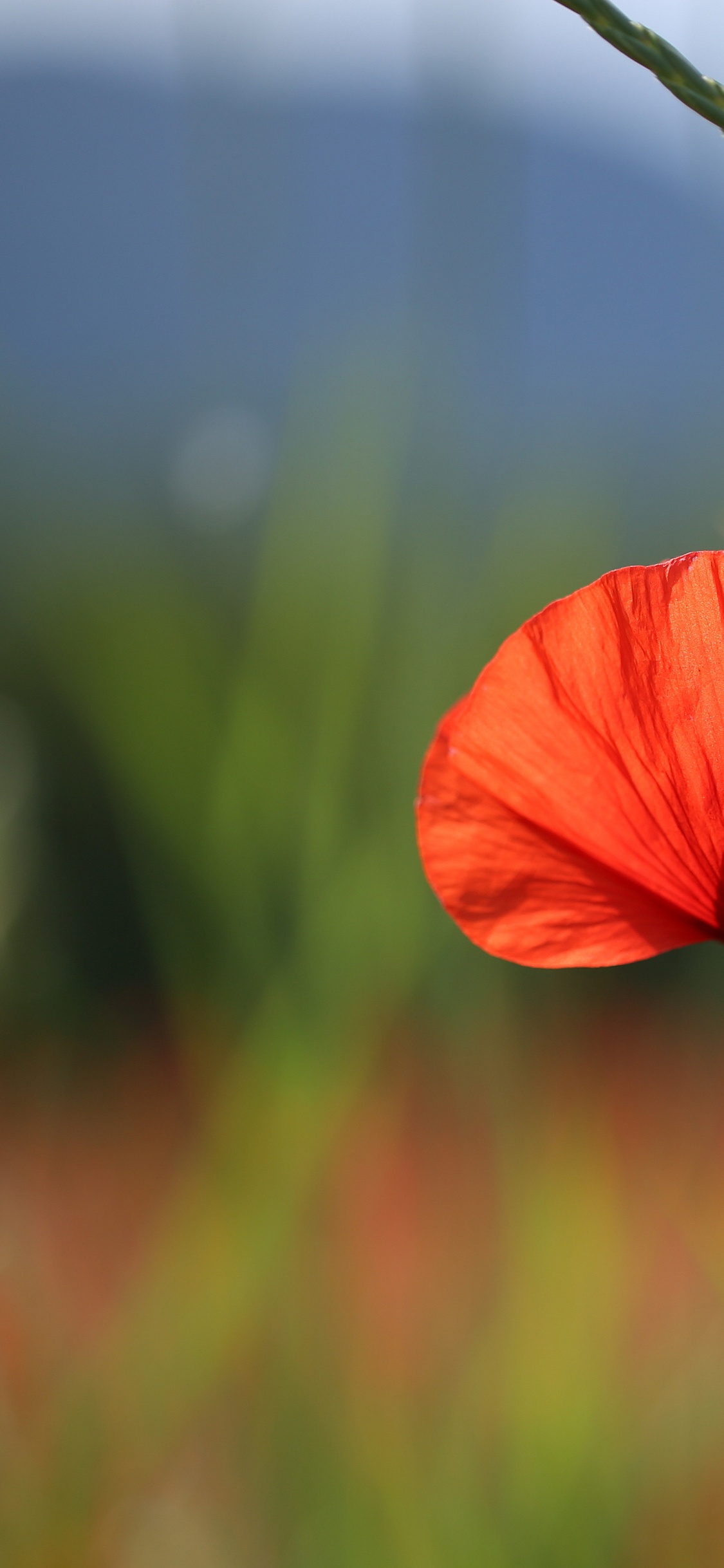 Orangefarbene Blume in Tilt-Shift-Linse. Wallpaper in 1125x2436 Resolution