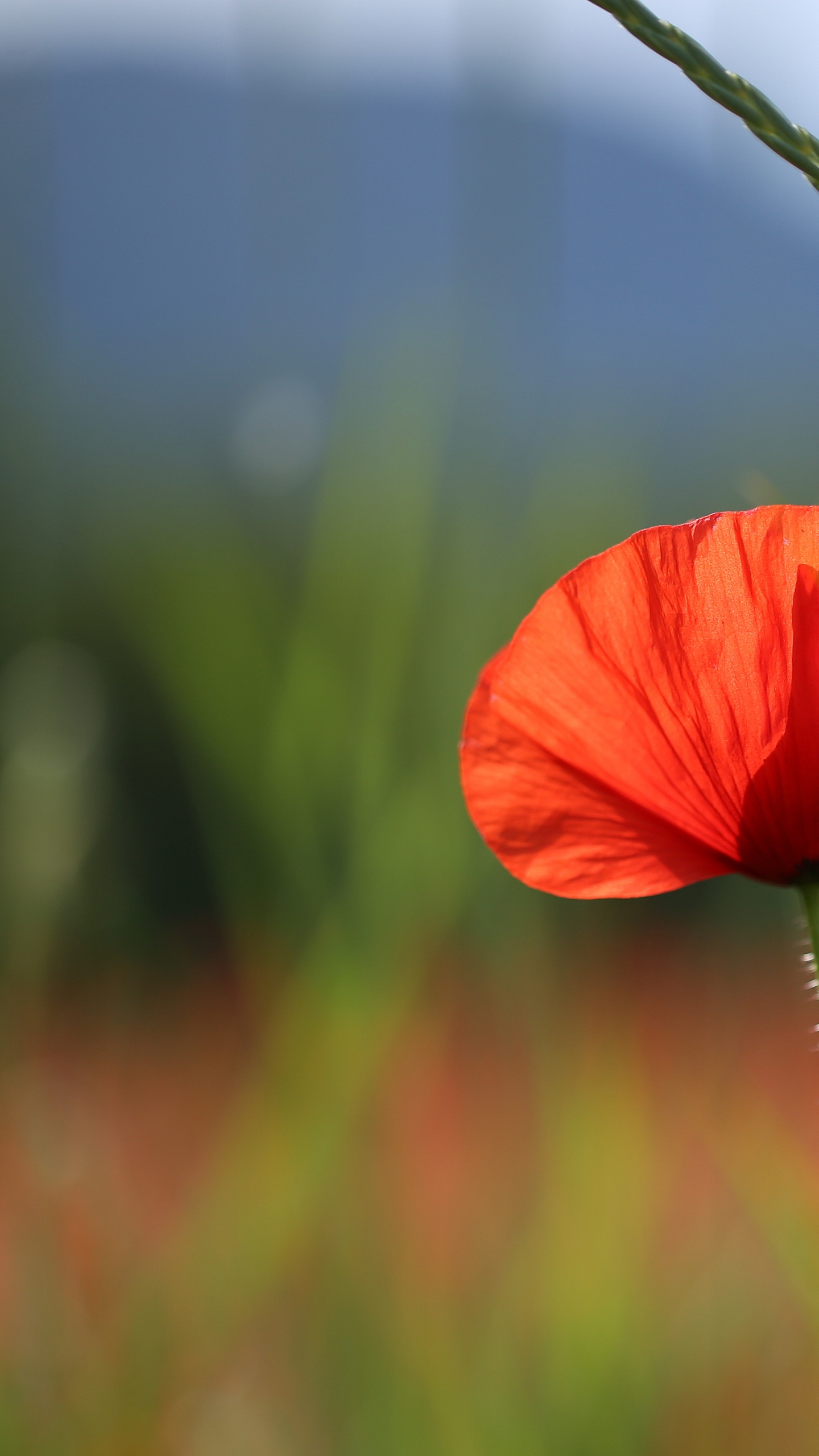 Orangefarbene Blume in Tilt-Shift-Linse. Wallpaper in 1440x2560 Resolution