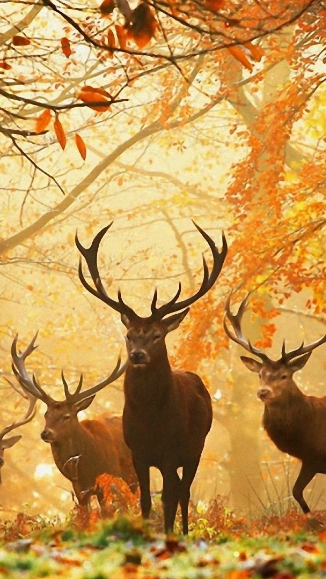 Brown Deer Standing on Green Grass During Daytime. Wallpaper in 1080x1920 Resolution