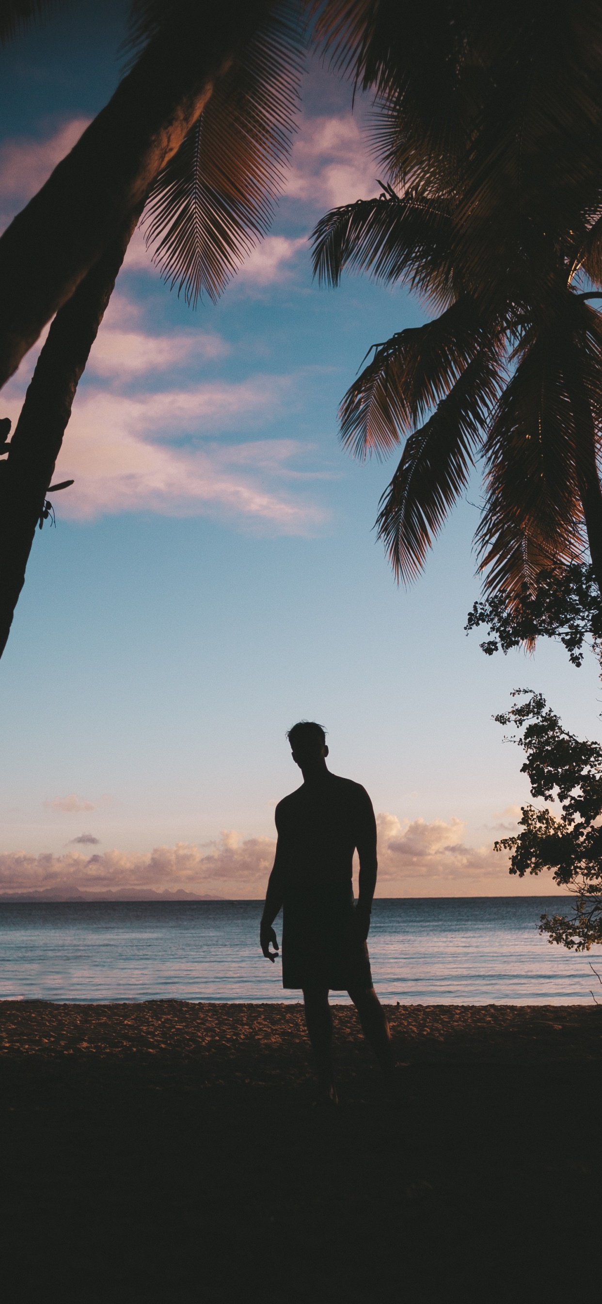Baum, Meer, Wasser, Strand, Urlaub. Wallpaper in 1242x2688 Resolution