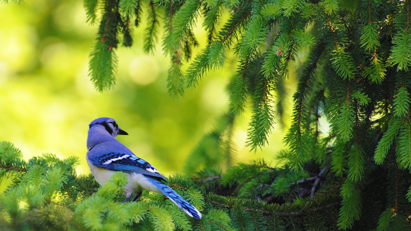 Pájaro Azul y Blanco en la Rama de un Árbol Verde. Wallpaper in 1366x768 Resolution