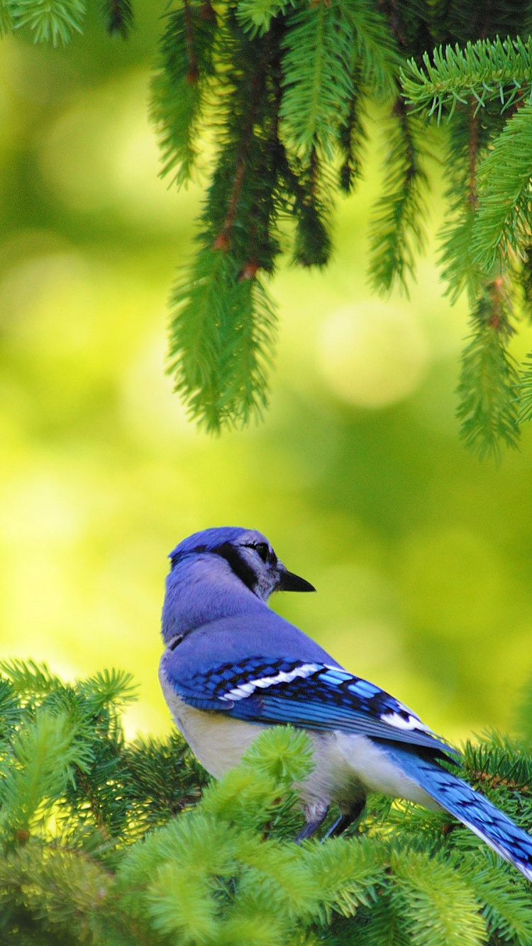 Blue and White Bird on Green Tree Branch. Wallpaper in 750x1334 Resolution