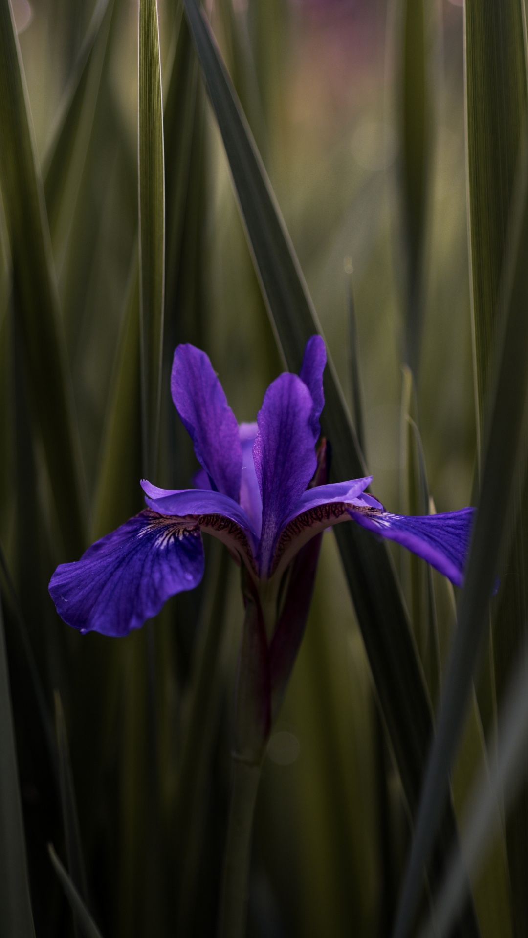Fleur Violette Dans L'herbe Verte. Wallpaper in 1080x1920 Resolution