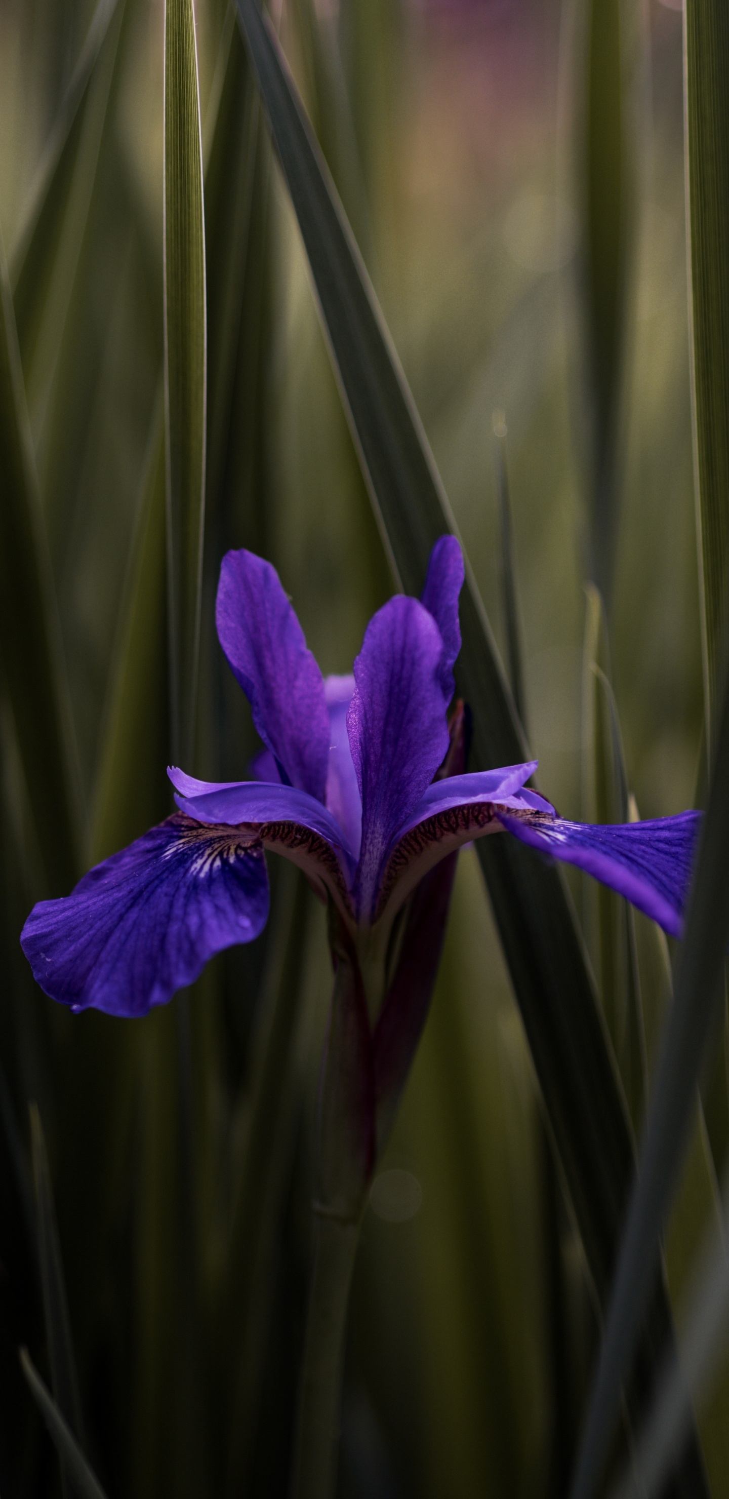 Fleur Violette Dans L'herbe Verte. Wallpaper in 1440x2960 Resolution