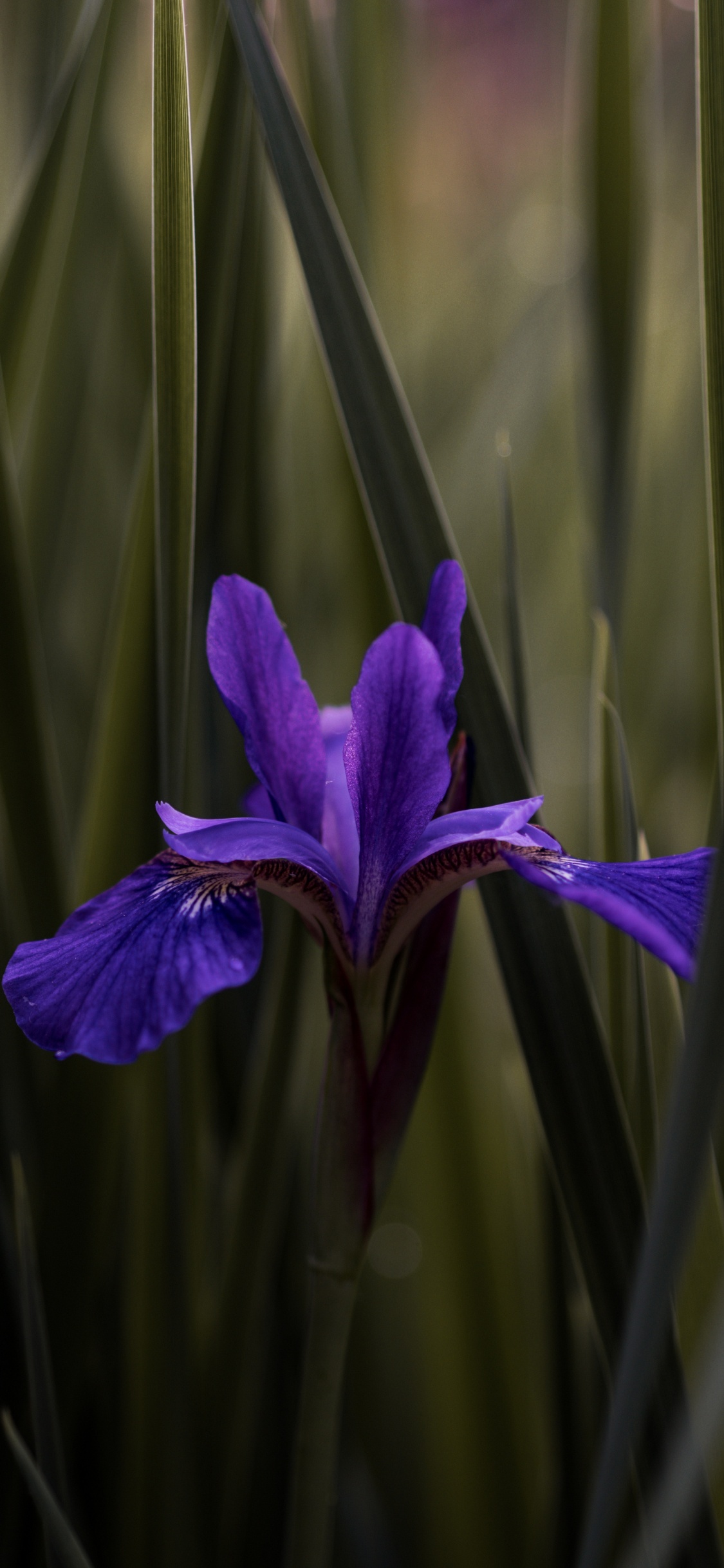 Purple Flower in Green Grass. Wallpaper in 1125x2436 Resolution