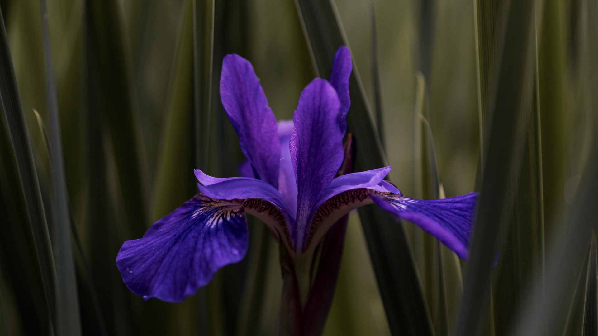 Flor Morada en la Hierba Verde. Wallpaper in 1920x1080 Resolution