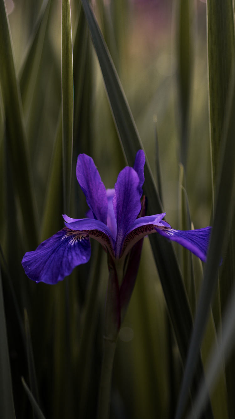 Flor Morada en la Hierba Verde. Wallpaper in 750x1334 Resolution