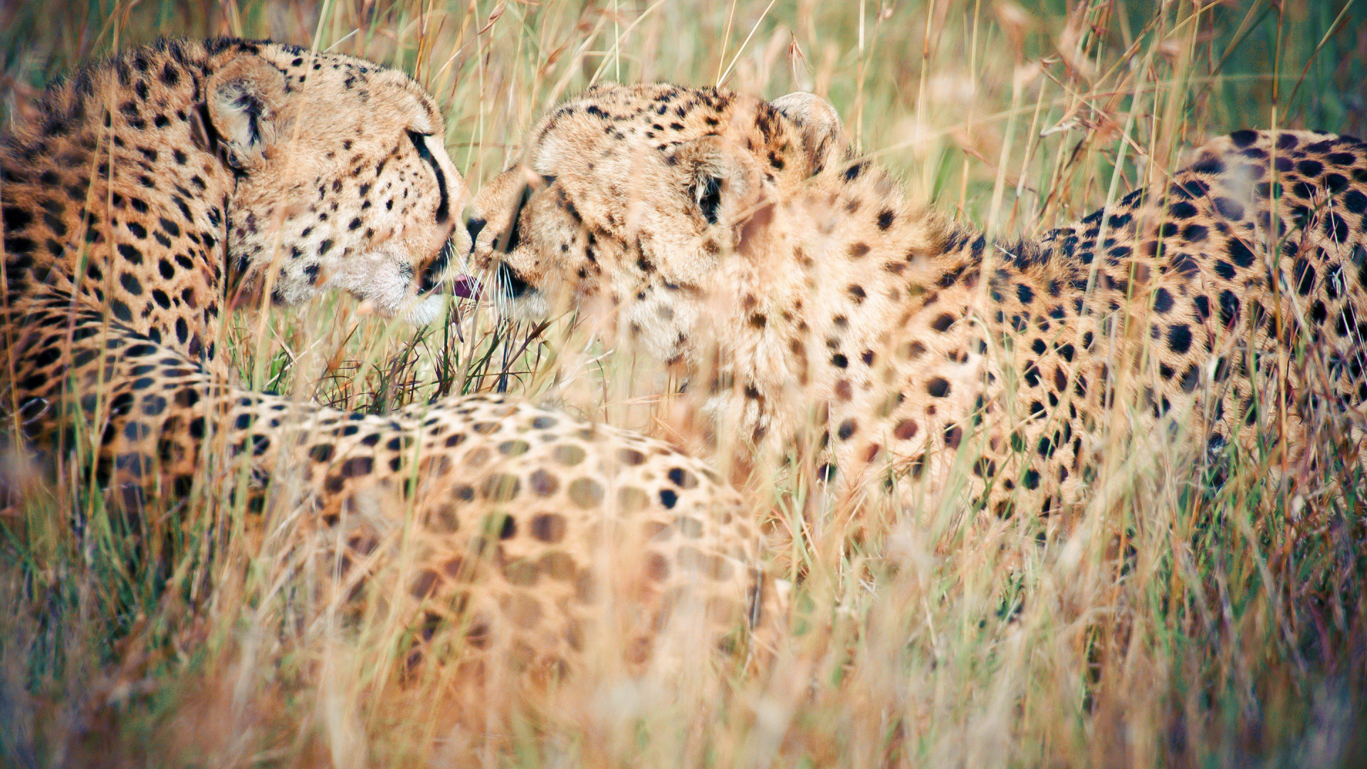 Brown and Black Cheetah on Brown Grass Field During Daytime. Wallpaper in 1920x1080 Resolution