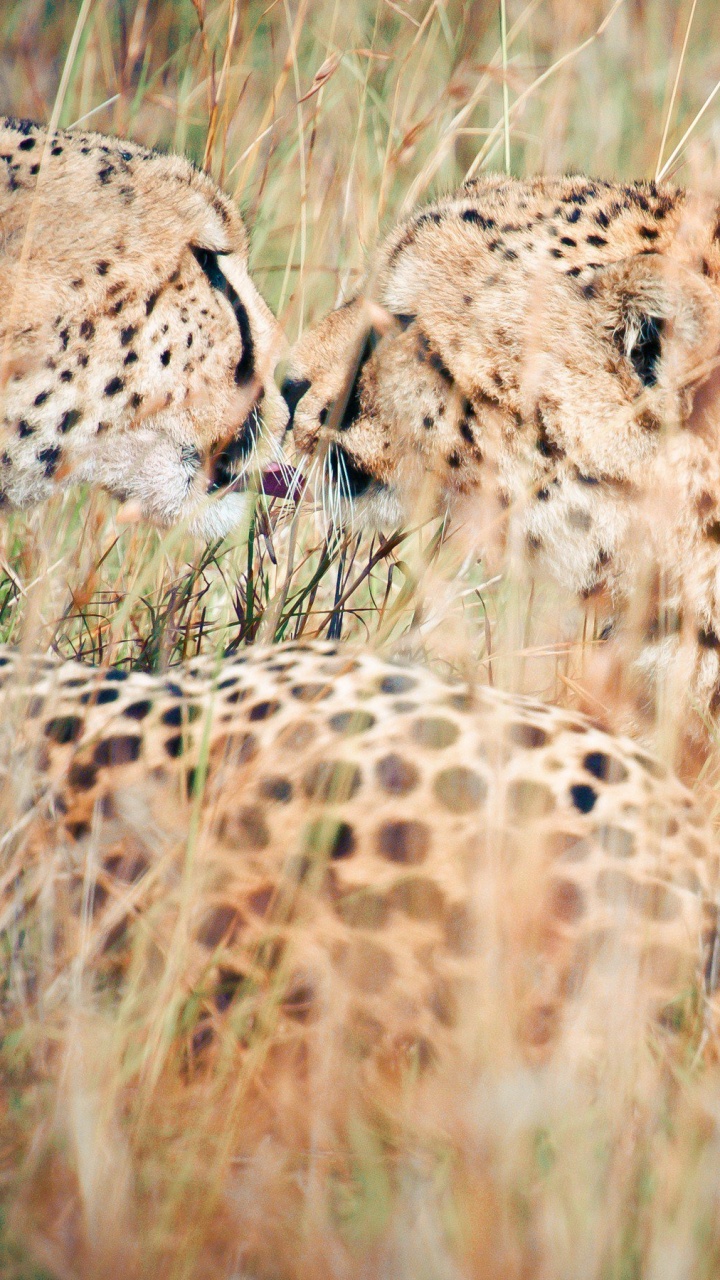 Brown and Black Cheetah on Brown Grass Field During Daytime. Wallpaper in 720x1280 Resolution