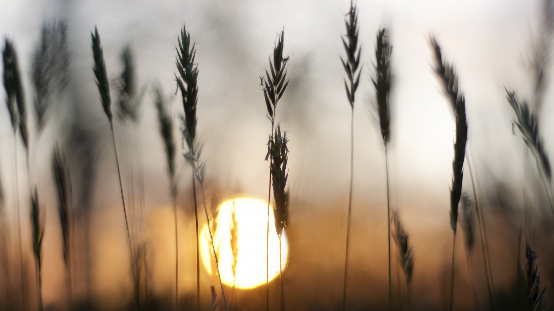 Silhouette Des Grases Bei Sonnenuntergang. Wallpaper in 1920x1080 Resolution