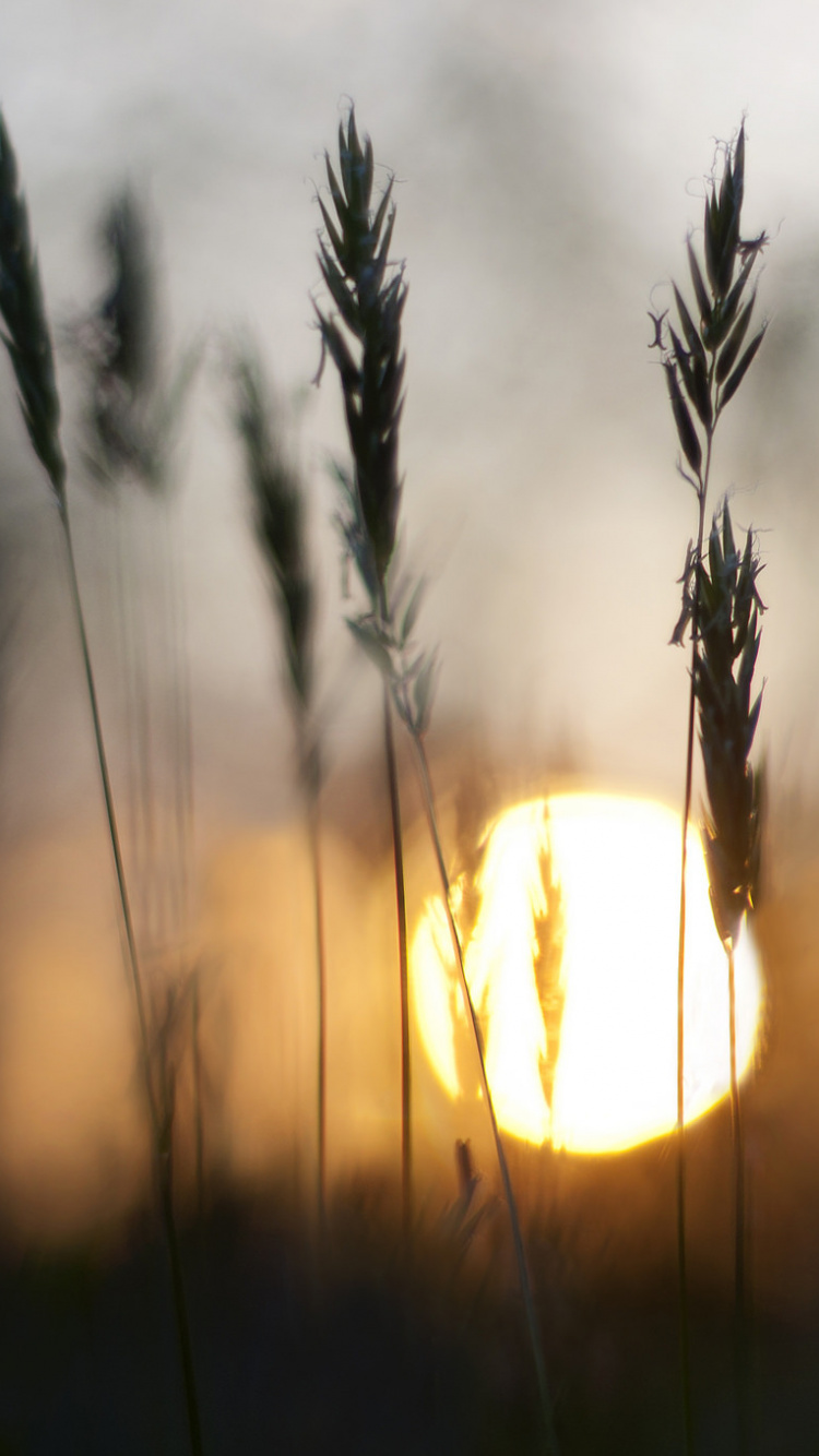 Silhouette Des Grases Bei Sonnenuntergang. Wallpaper in 750x1334 Resolution