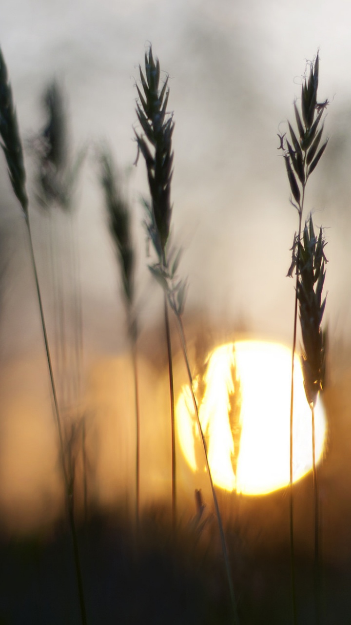 Silhouette of Grass During Sunset. Wallpaper in 720x1280 Resolution
