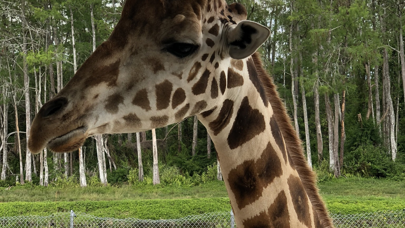 Giraffe, Los Animales Terrestres, la Sabana, Naturaleza, la Vegetación. Wallpaper in 1366x768 Resolution