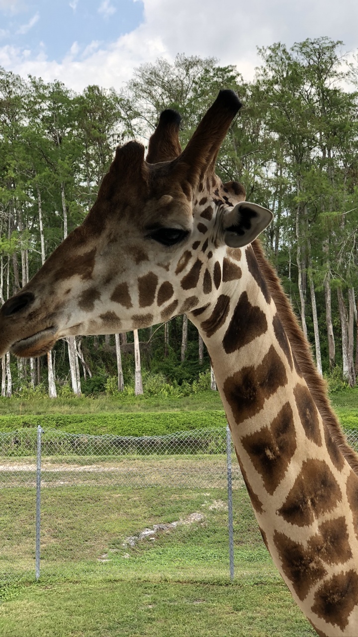 Giraffe, Terrestrial Animal, Savanna, Nature, Vegetation. Wallpaper in 720x1280 Resolution