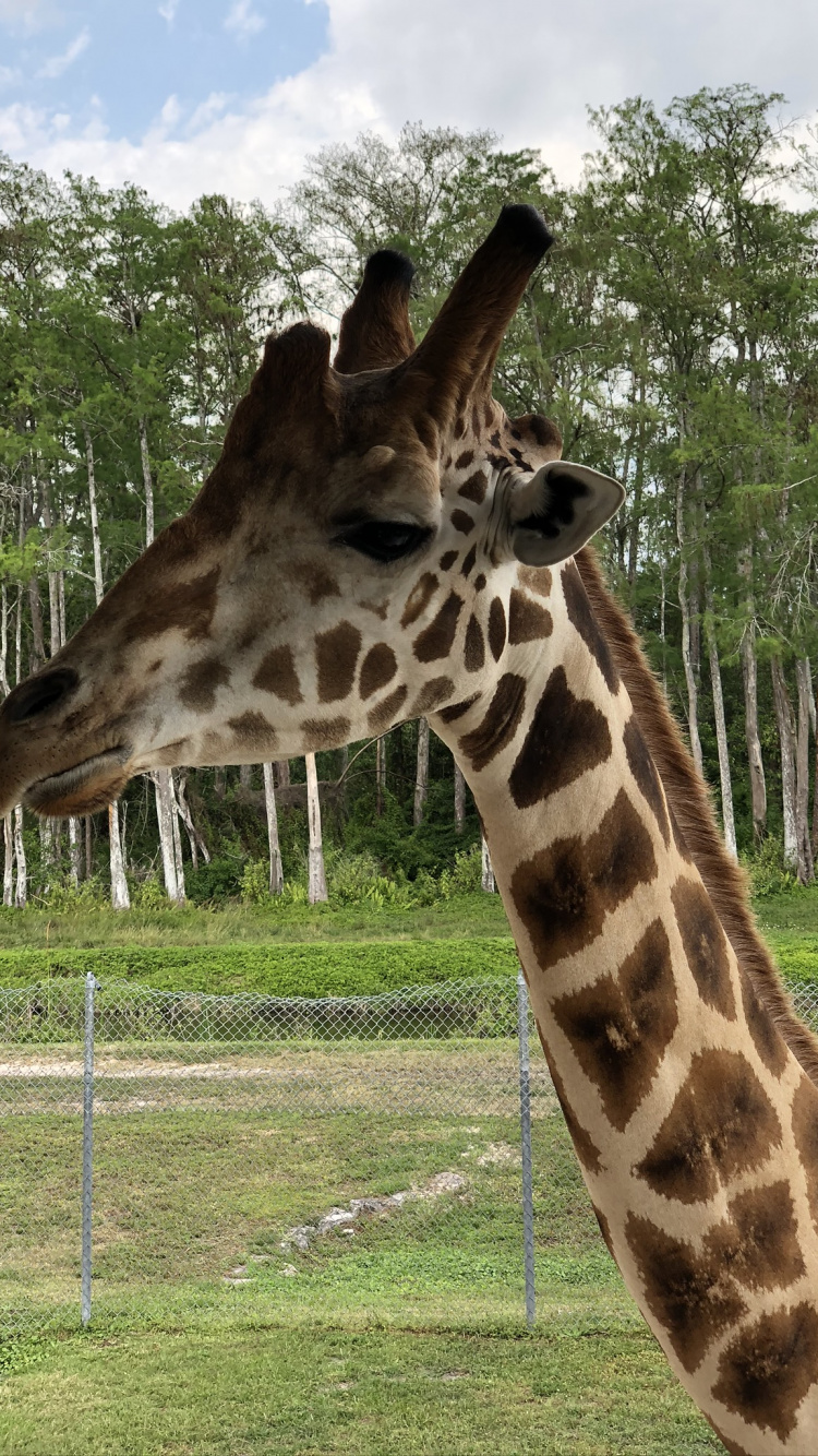 陆地动物, 稀树草原, 性质, 植被, 长颈鹿 壁纸 750x1334 允许