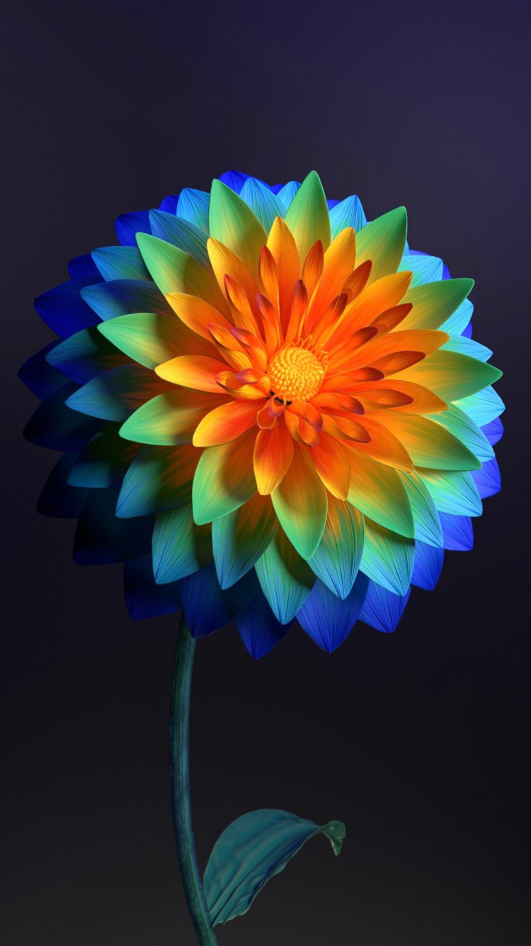 Flore, Pétale, Arts Créatifs, la Floraison de la Plante, Plante Annuelle. Wallpaper in 750x1334 Resolution