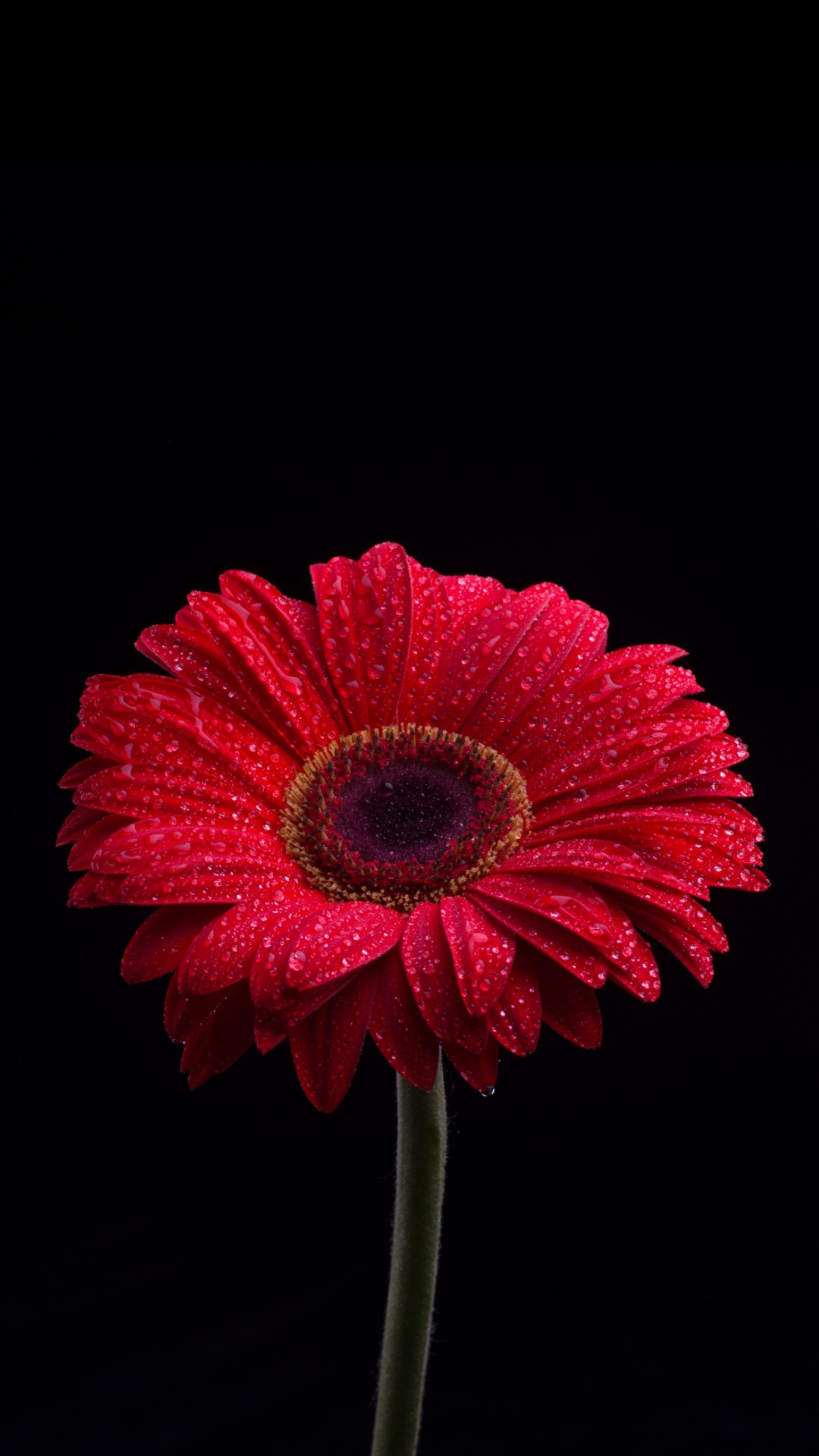 Transvaal Daisy, Flower, Plant, Petal, Annual Plant. Wallpaper in 1080x1920 Resolution