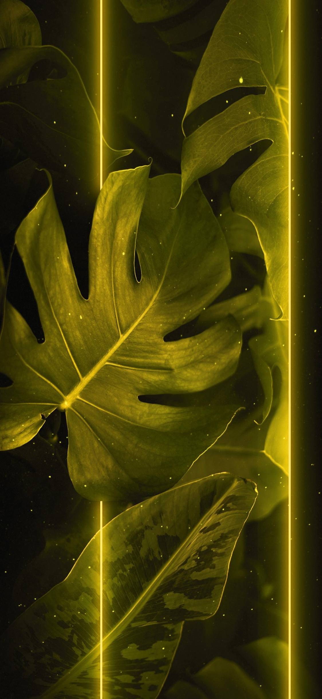 Leaf, Plant, Branch, Terrestrial Plant, Twig. Wallpaper in 1125x2436 Resolution