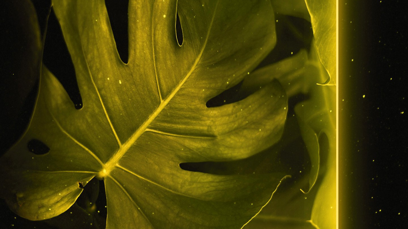 Sucursal, Planta Terrestre, Ramita, Tintes y Matices, Arte. Wallpaper in 1366x768 Resolution