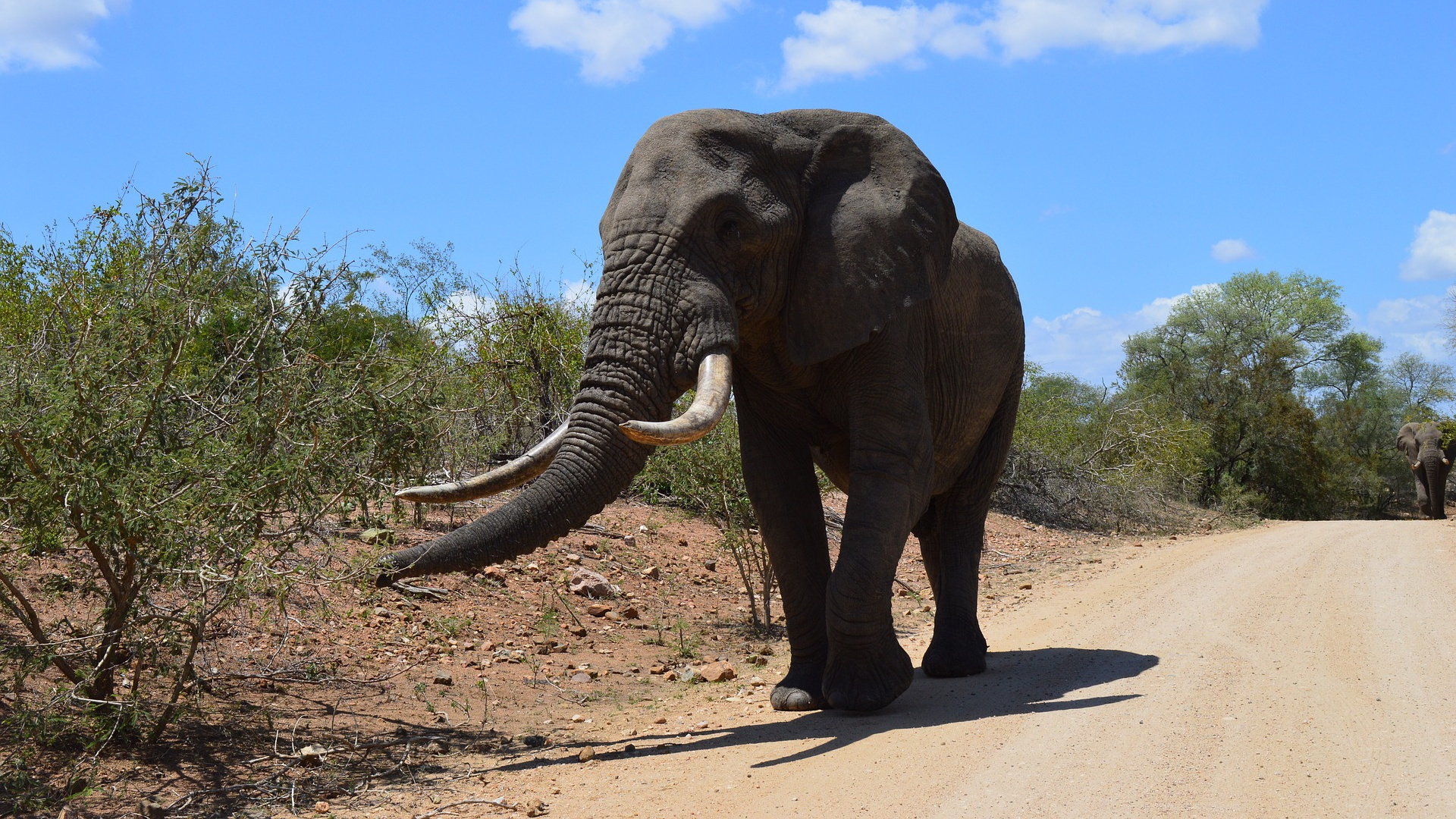 Gray Elephant Walking on Brown Dirt Road During Daytime. Wallpaper in 1920x1080 Resolution