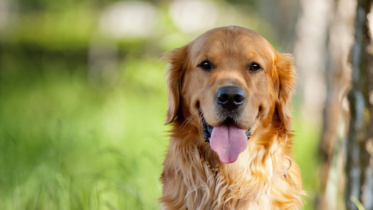 Golden Retriever With Purple Collar. Wallpaper in 1280x720 Resolution
