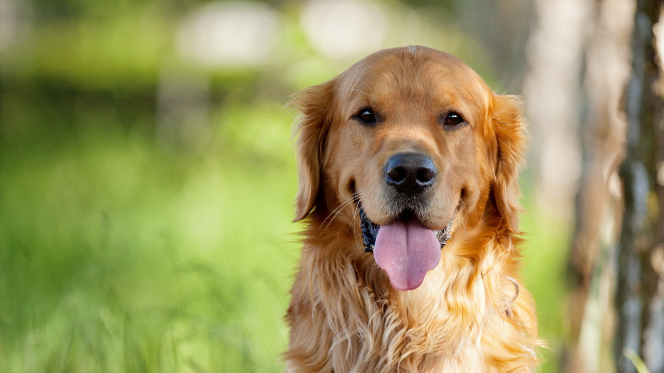 Golden Retriever With Purple Collar. Wallpaper in 1366x768 Resolution