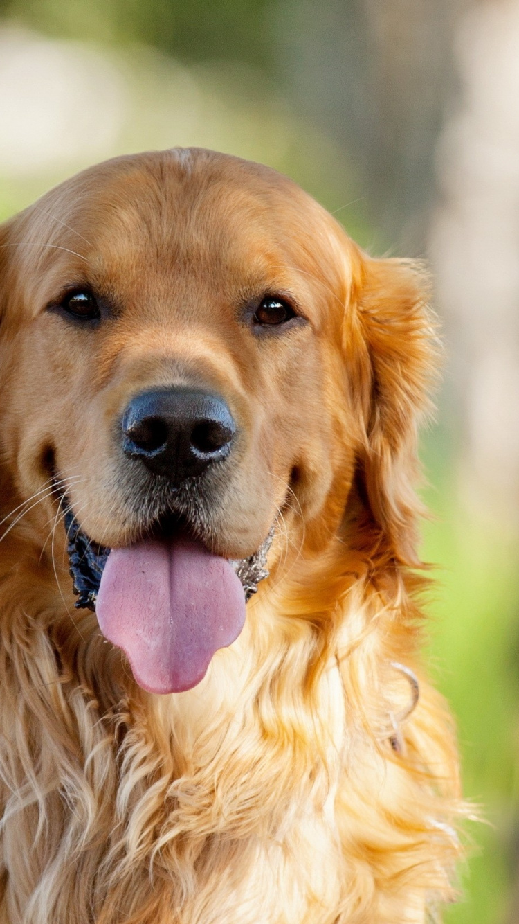 Golden Retriever With Purple Collar. Wallpaper in 750x1334 Resolution