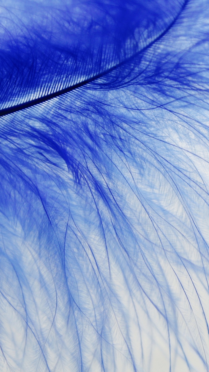 Pluma Azul y Blanca en Fotografía de Cerca. Wallpaper in 720x1280 Resolution