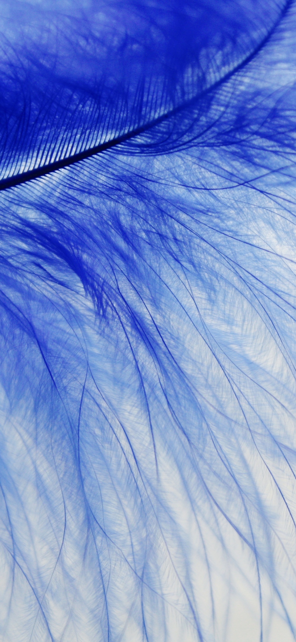 Blue and White Feather in Close up Photography. Wallpaper in 1125x2436 Resolution