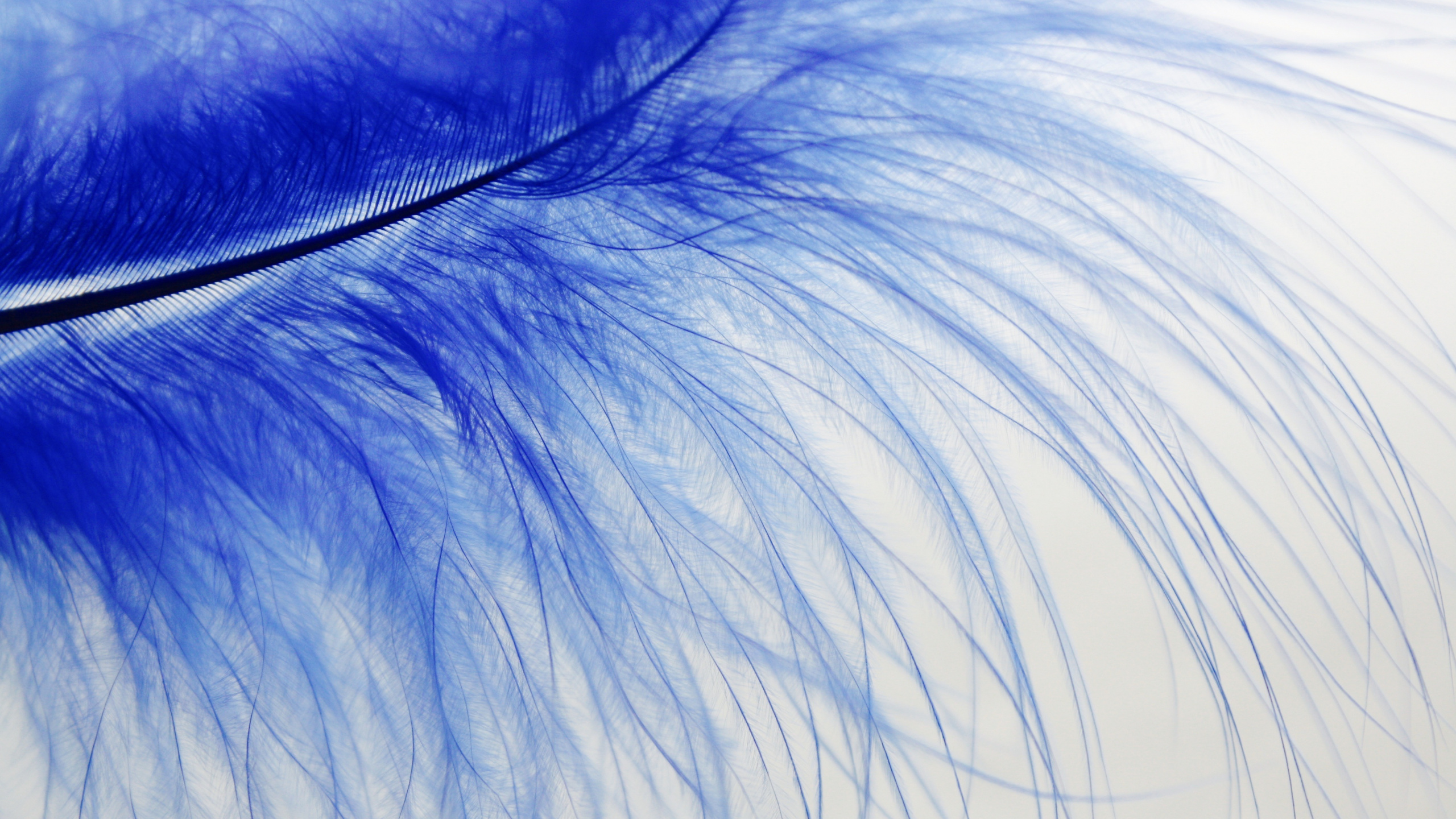 Plume Bleue et Blanche en Photographie Rapprochée. Wallpaper in 2560x1440 Resolution