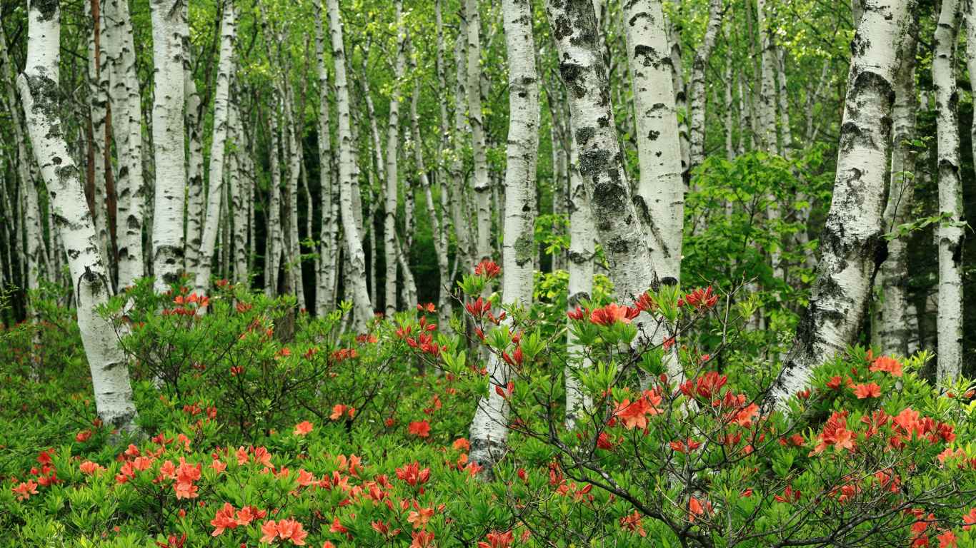 Red Flowers in Forest During Daytime. Wallpaper in 1366x768 Resolution