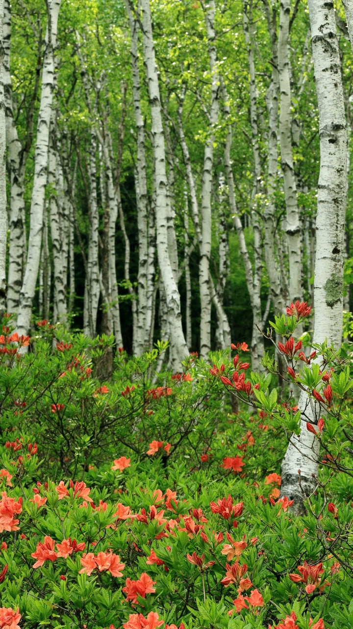 Red Flowers in Forest During Daytime. Wallpaper in 720x1280 Resolution