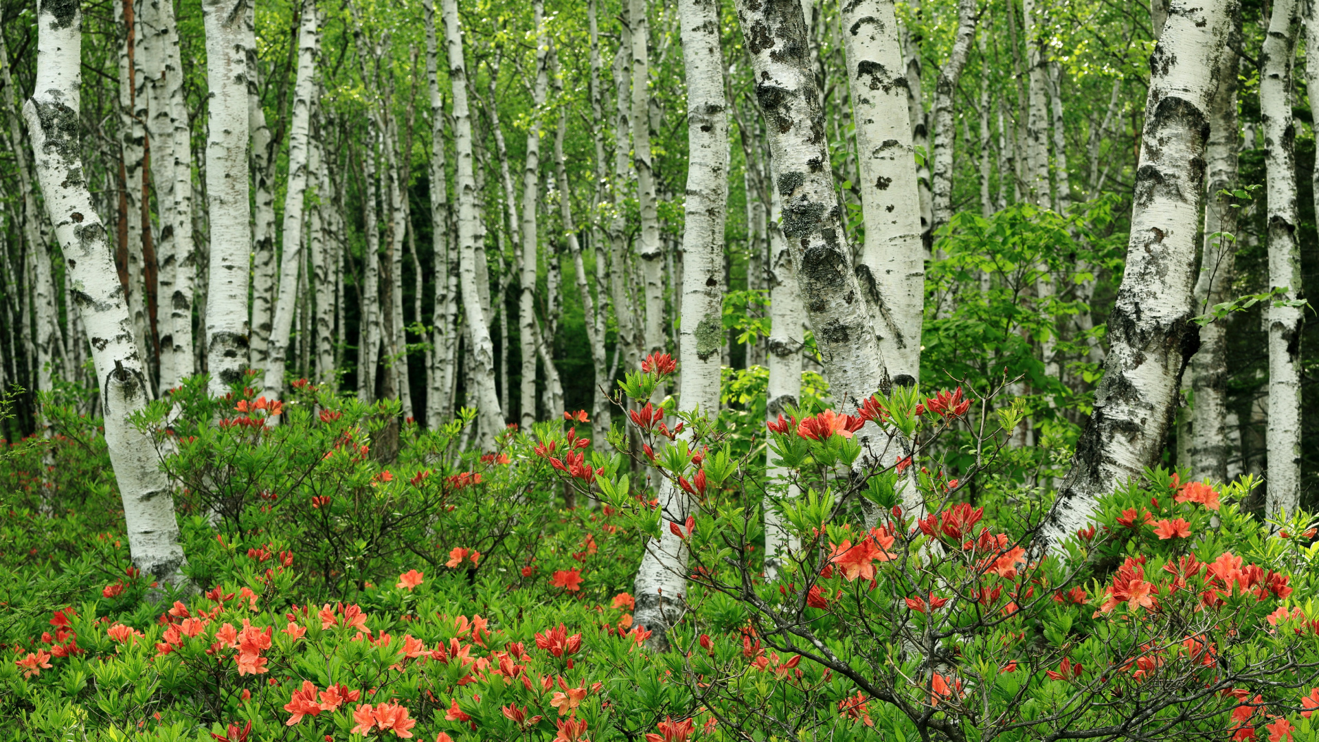 Rote Blumen im Wald Tagsüber In. Wallpaper in 1920x1080 Resolution