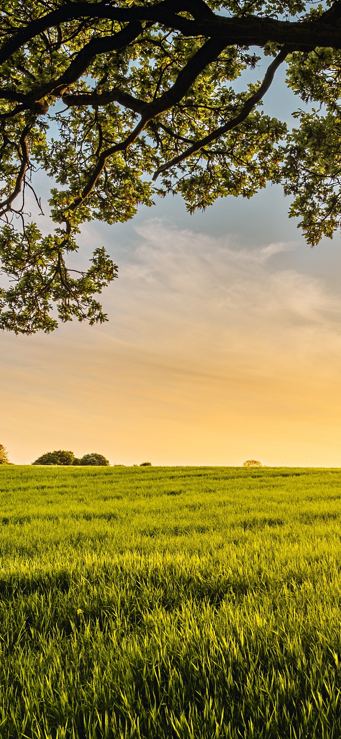 Quelle All Meines Guten, Die Grüne Glut, Cloud, Ökoregion, Menschen in Der Natur. Wallpaper in 1125x2436 Resolution